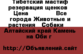 Тибетский мастиф резервация щенков › Цена ­ 100 000 - Все города Животные и растения » Собаки   . Алтайский край,Камень-на-Оби г.